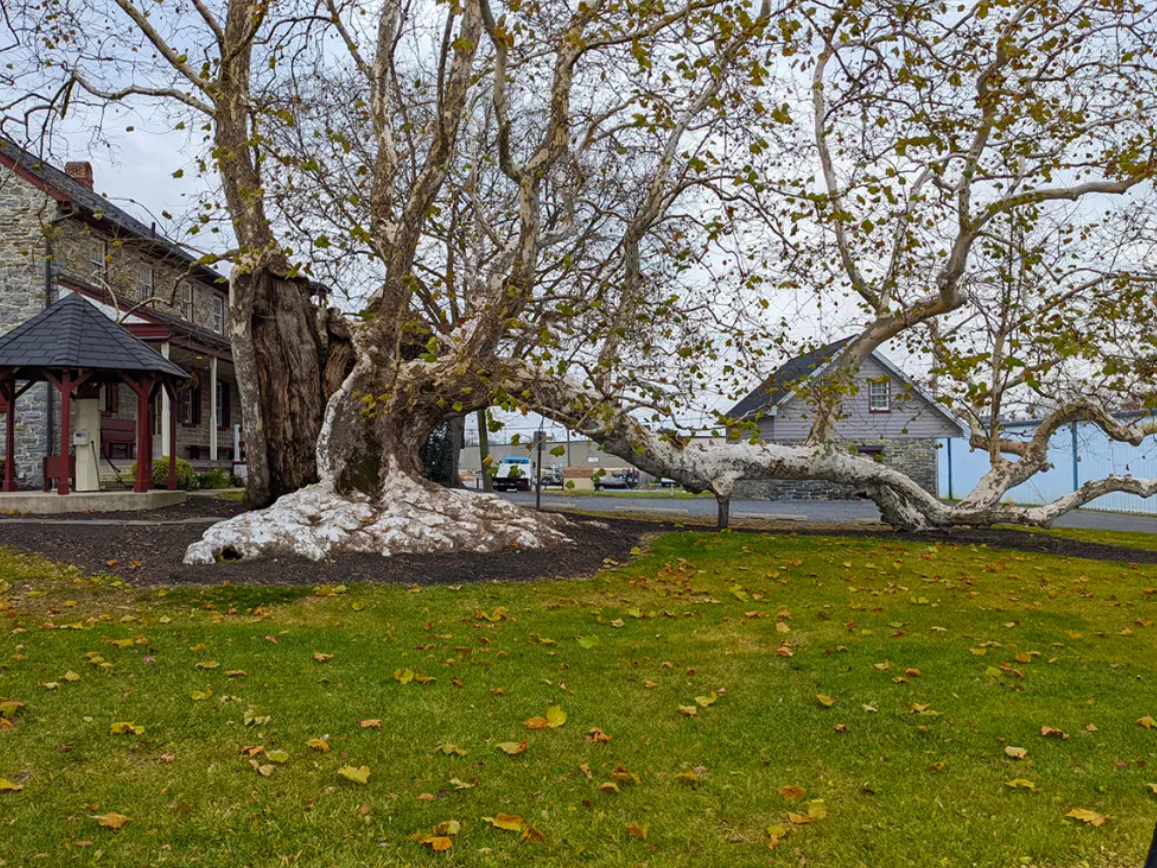 15 Fascinating Sycamore Tree Facts