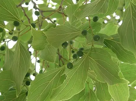 Facts About Hackberry Trees