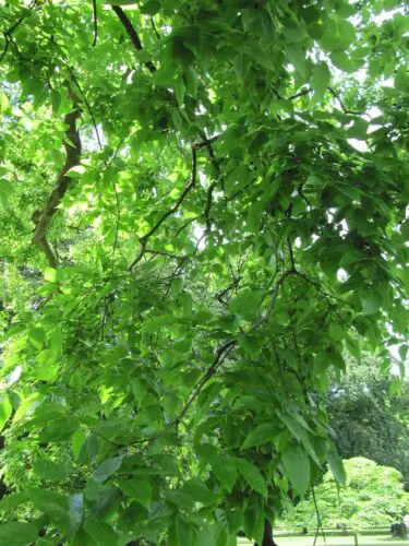 Hackberry Trees