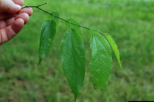 Hackberry Fruits Are Edible for Humans