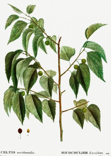Hackberry Trees Have Unique Physical Characteristics
