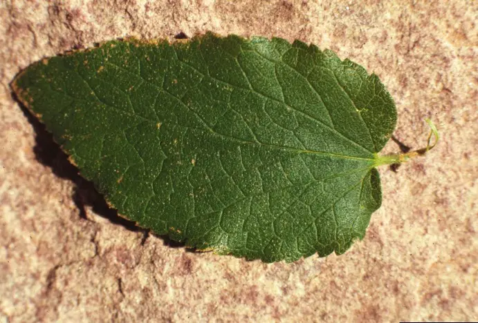 Alternatives to Hackberries for Dogs