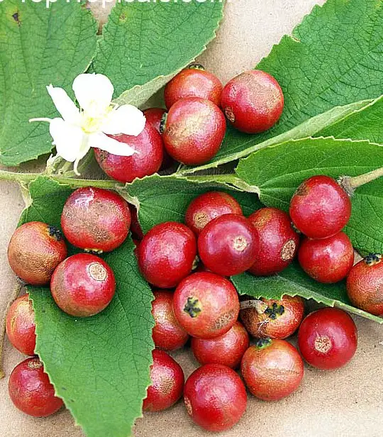 Culinary Uses of Strawberry Tree Fruit