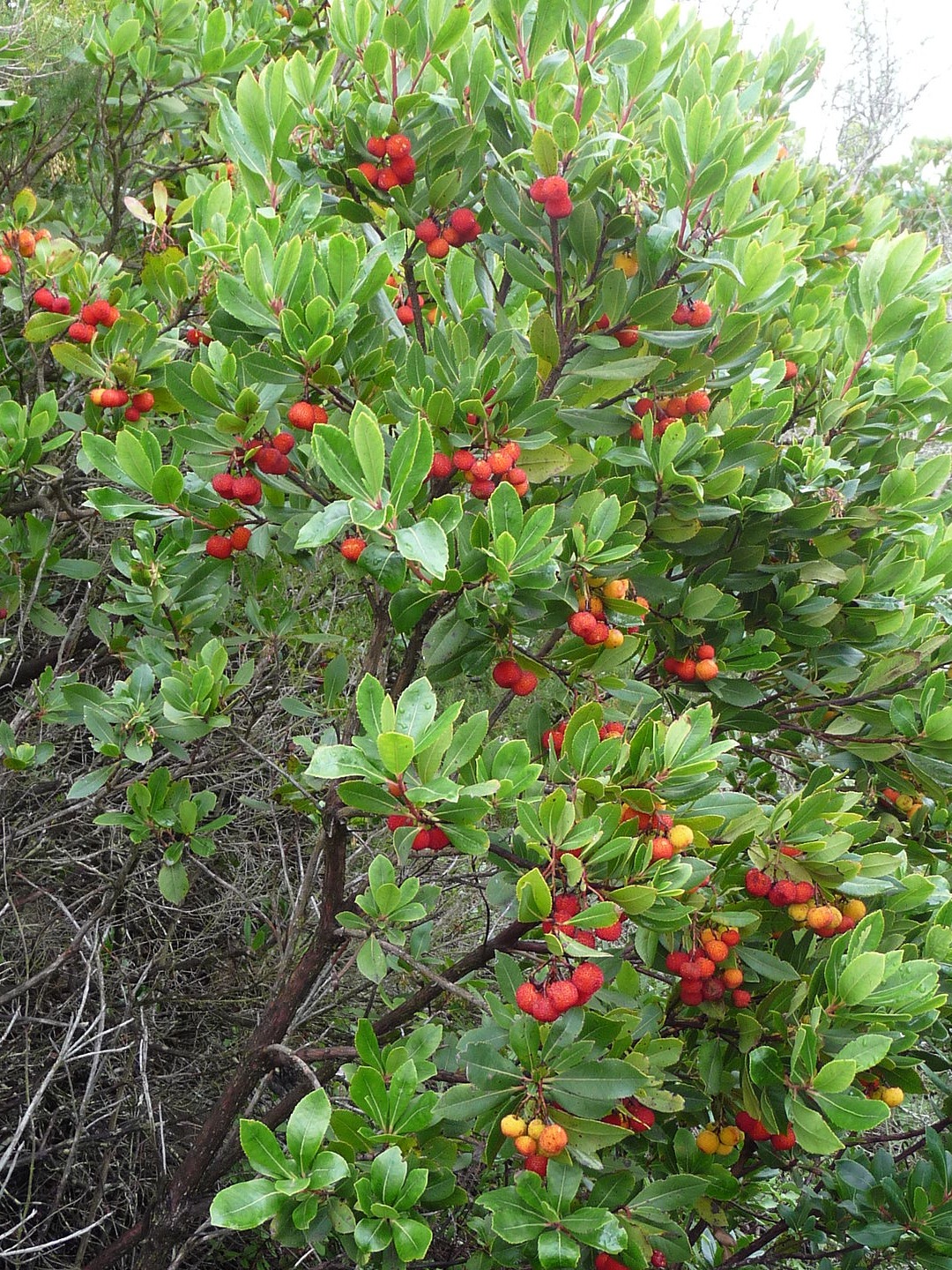 Strawberry Tree Fruit: