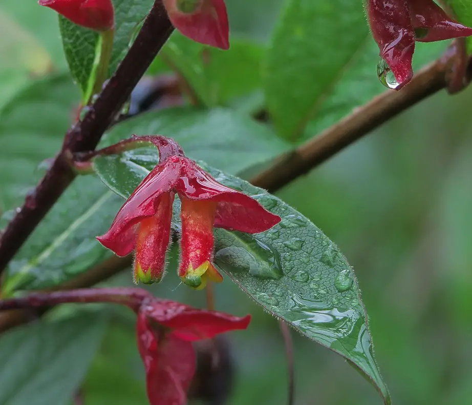 Safety Guidelines for Foraging Twinberry Honeysuckle