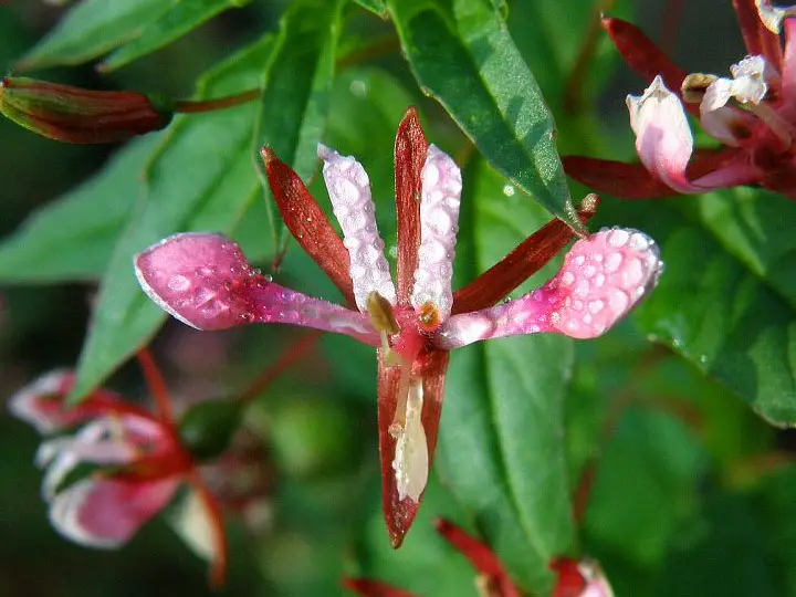 Are Twinberry Honeysuckle Berries Edible?