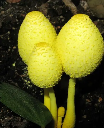Leucocoprinus Birnbaumii Toxicity