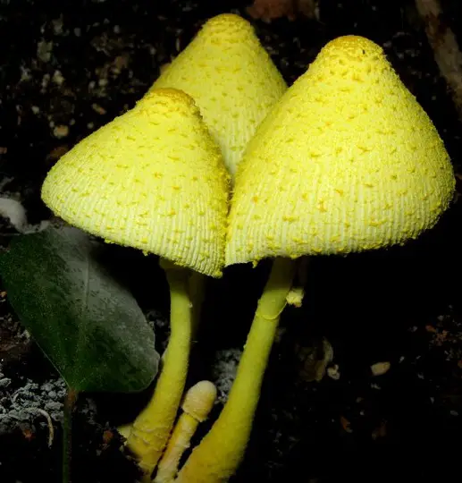 Control and Removal Methods for Leucocoprinus Birnbaumii