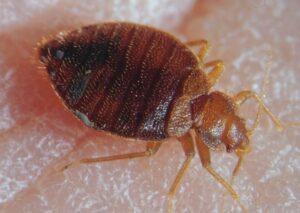 Bed Bugs