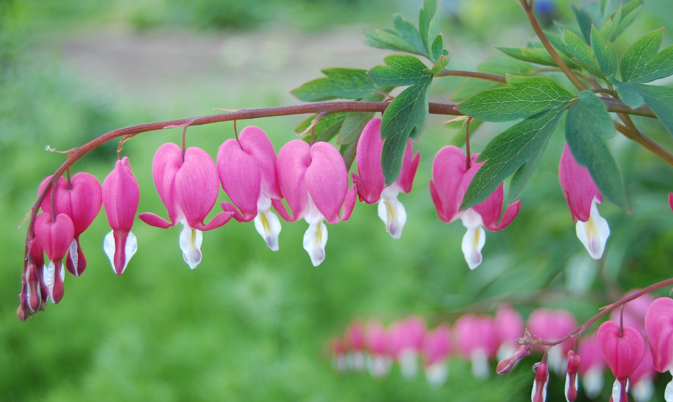 Toxicity of Bleeding Heart Vine