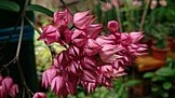 Common Symptoms of Bleeding Heart Vine Poisoning