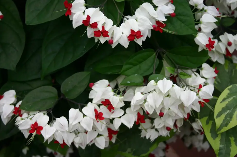 When to Propagate Bleeding Heart Vines