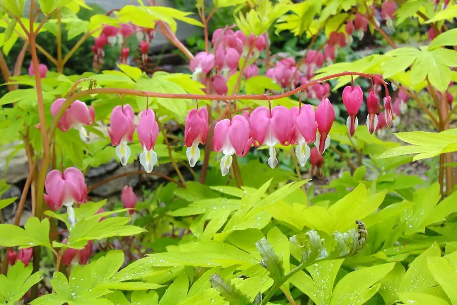 How to Successfully Propagate Bleeding Heart Vine