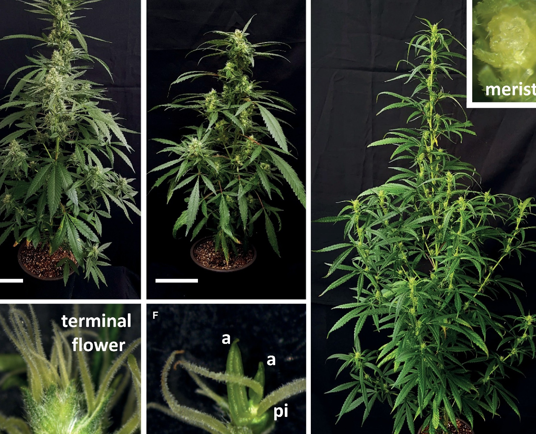 Identifying Hermaphrodite Cannabis Plants