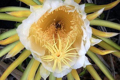 What Causes Hermaphrodite Cannabis Plants