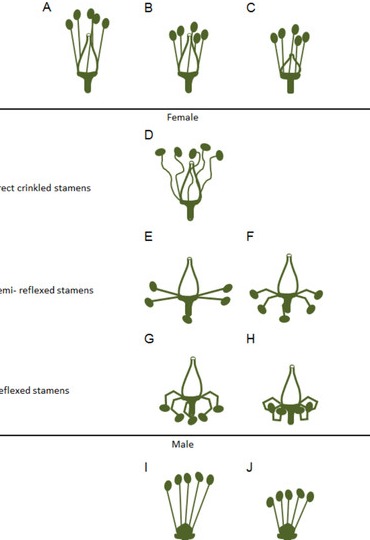 Environmental Stress Factors Leading to Hermaphroditism