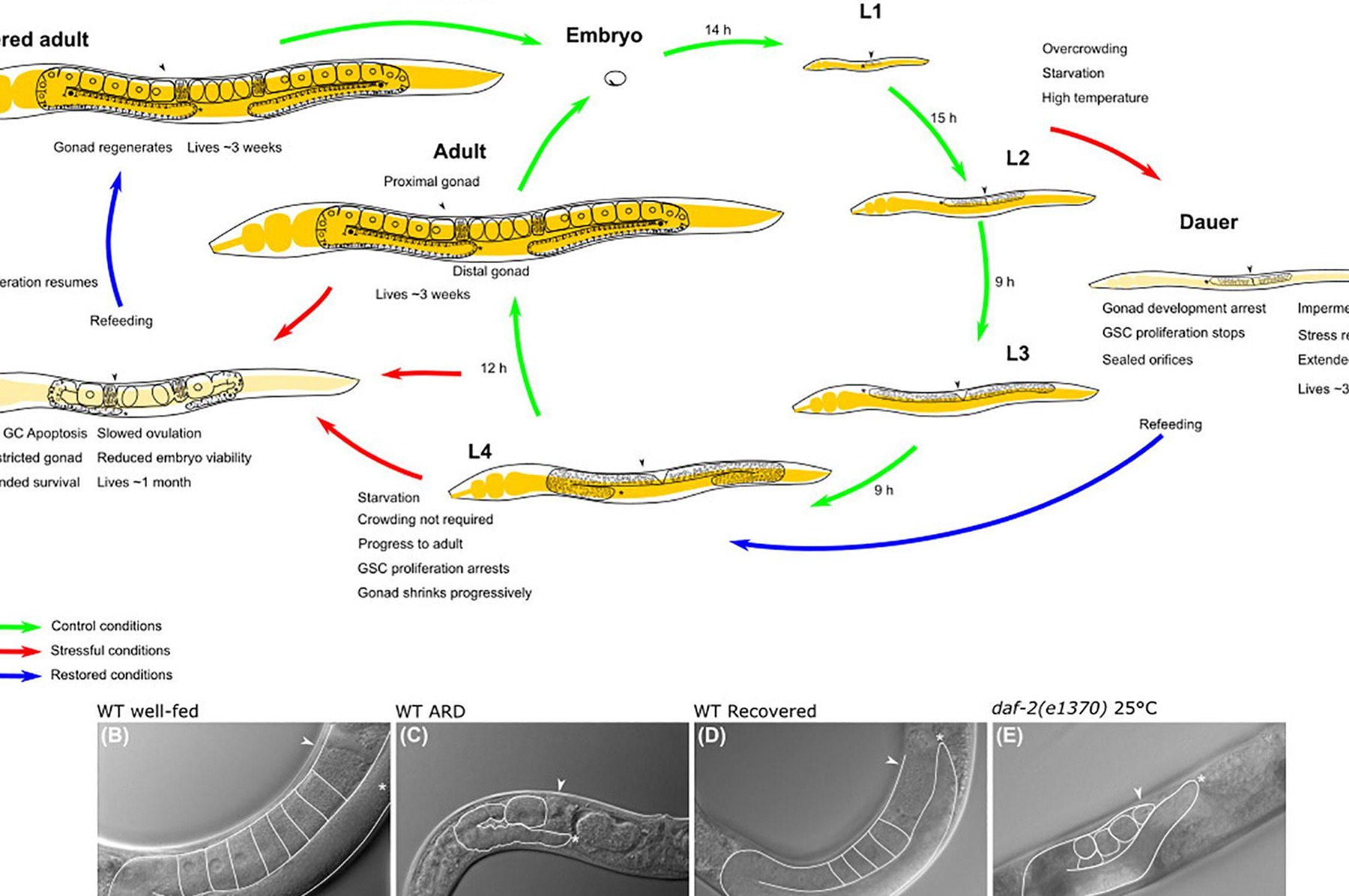 Genetic Causes of Hermaphroditism