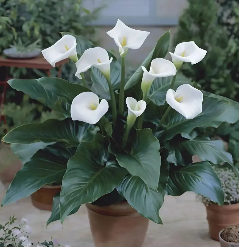 Planting Calla Lilies in Pots