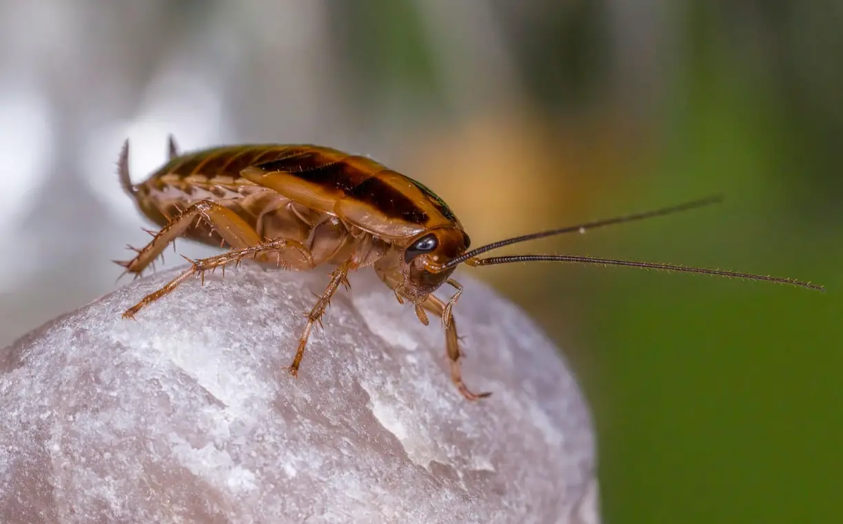 Best Pesticides for German Roaches