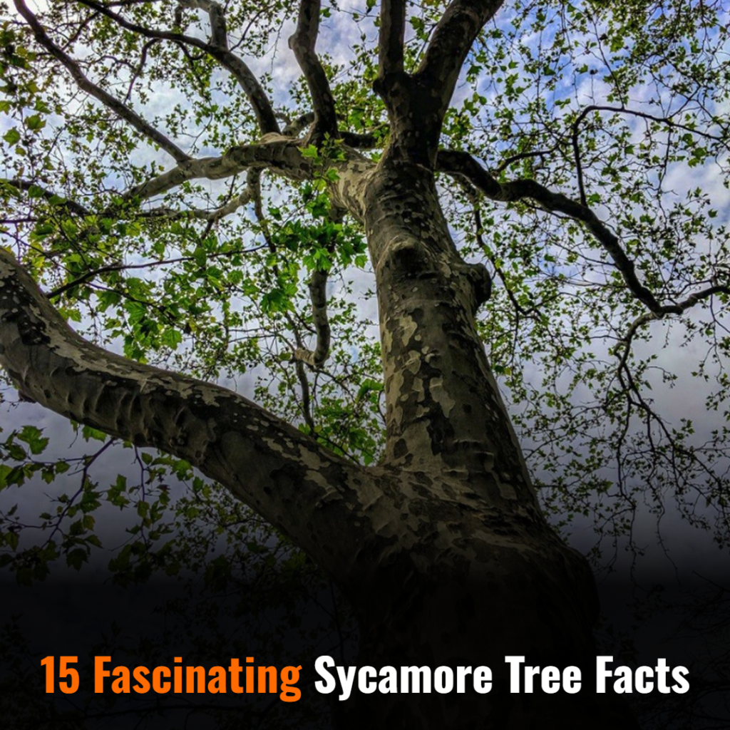 Sycamore Tree Facts