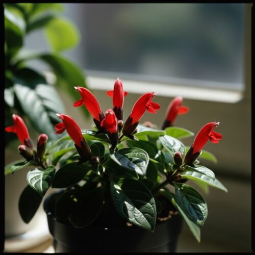 10 beautiful Holi flowers