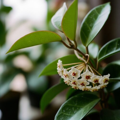 10 beautiful Holi flowers