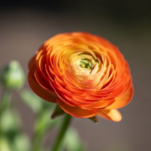 10 beautiful Valentine’s Day flowers