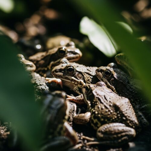 10 Easy Ways to Keep Frogs Away From Your House