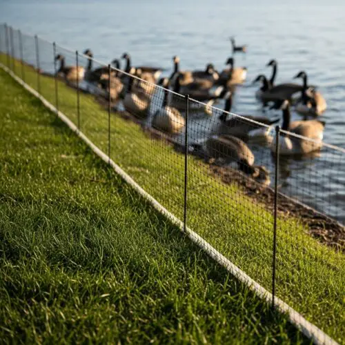 11 Smart Ways to Keep Geese Out of Your Yard