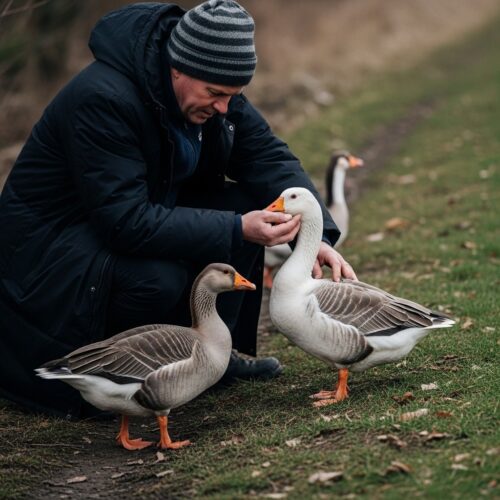 11 Smart Ways to Keep Geese Out of Your Yard
