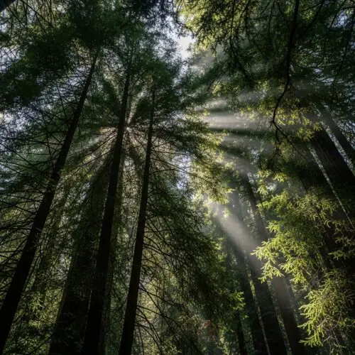 17 Best Redwood Forests Near San Francisco (2026 Rankings + Closest Options)