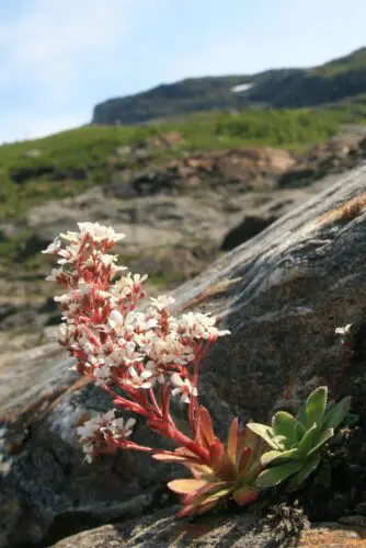 Norway'S National Flower: Bergfrue'S Symbolism And Importance  