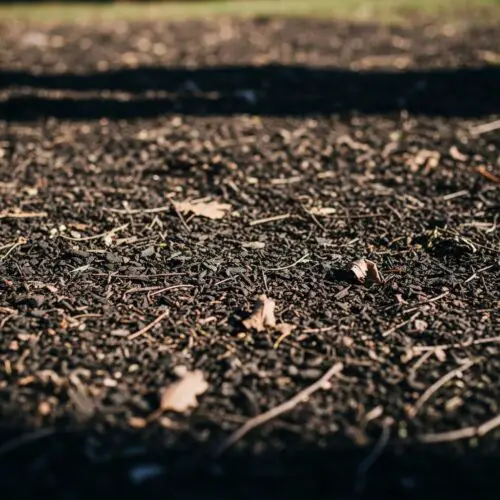 Does Mulch Turn Into Soil? (And How Long Does It Take to ...