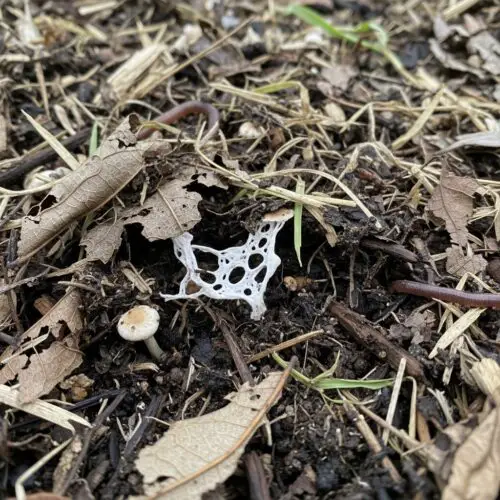 Does Mulch Turn Into Soil? (And How Long Does It Take to ...