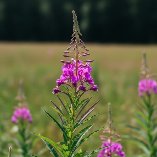 fireweed