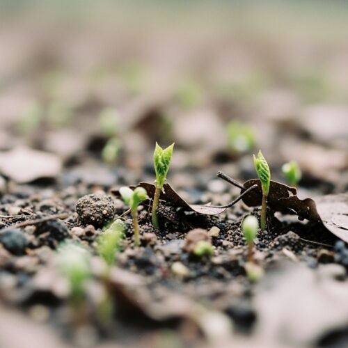 How to Get Rid of Tree Sprouts In Your Yard - - My Backyard Life