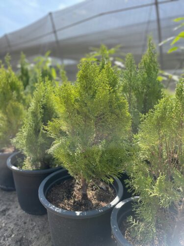 10 Best Trees to Plant in Summer for Shade