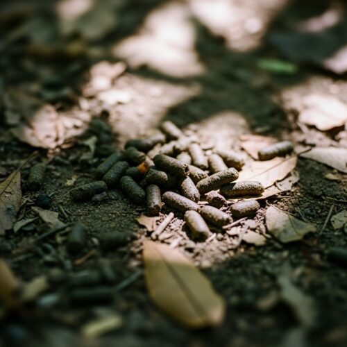What Do Chipmunk Droppings Look Like? (And Is Their Poop