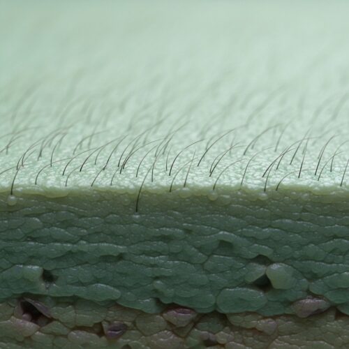 what is my cactus called