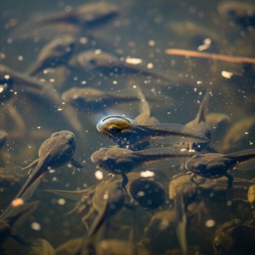 What to Feed Those Wriggly New Guests in Your Pond