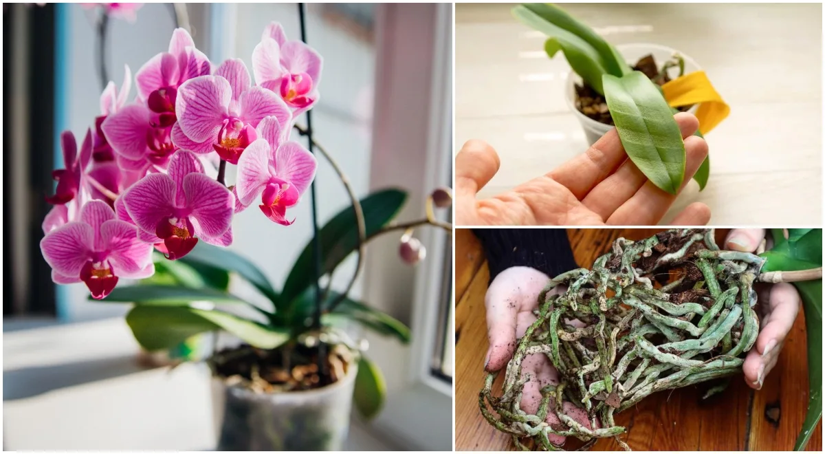 Do Orchids Rebloom - How to Tell If Your Orchid Bloom Again?  