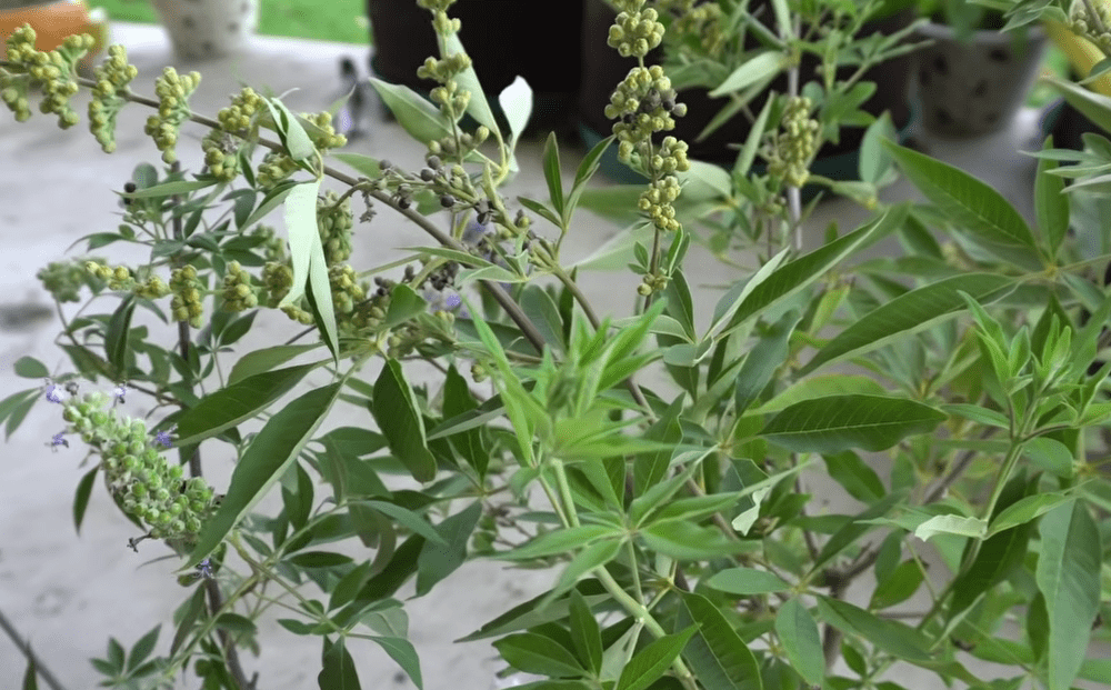 Chaste Tree Propagation